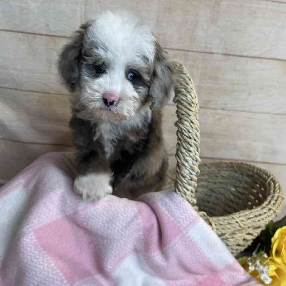 carousel pet images