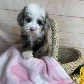 Poodle