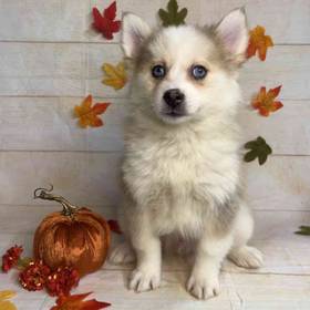 Pomeranian/Siberian Husky