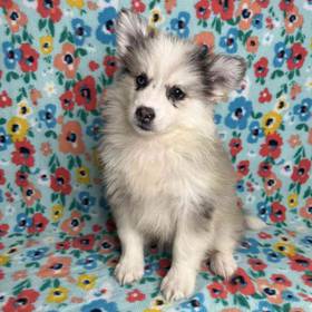 Pomeranian/Siberian Husky