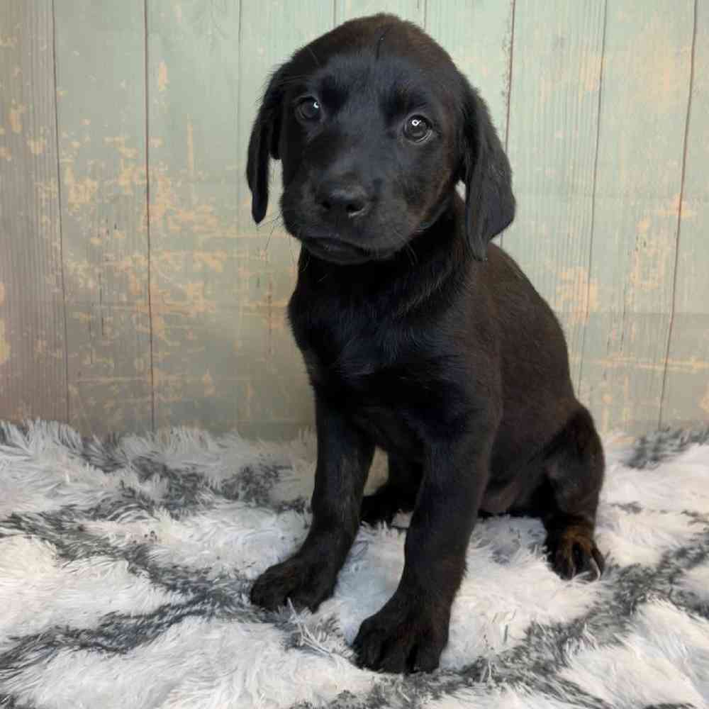 Image of a pet breed in the gallery