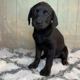 Golden Retriever/Rottweiler