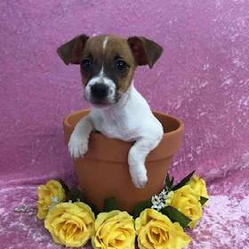 Jack Russell Terrier
