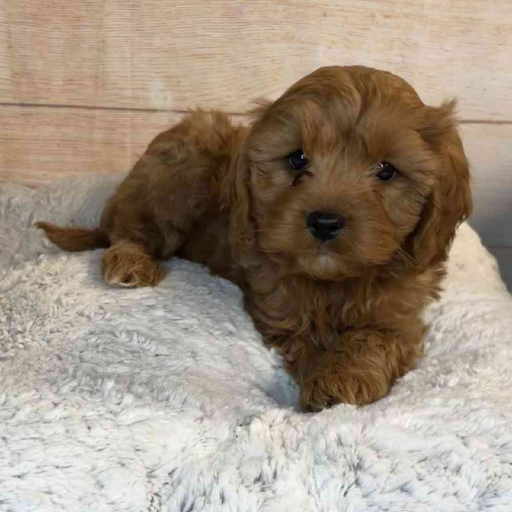 carousel pet images