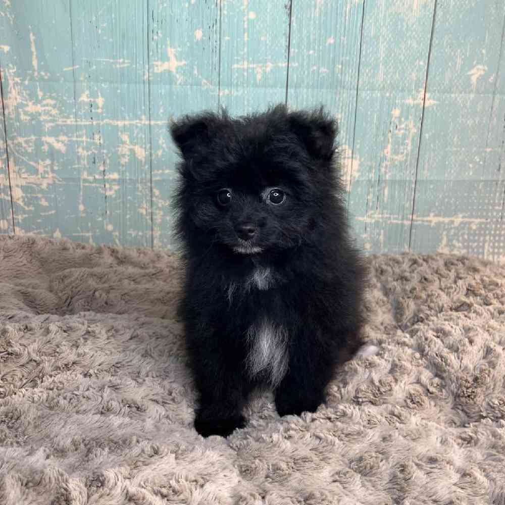 Image of a pet breed in the gallery