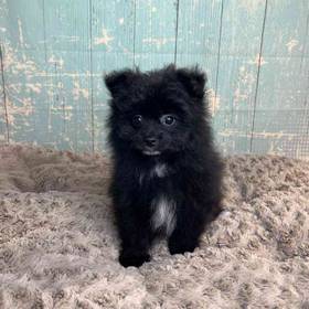 Pomeranian/Poodle
