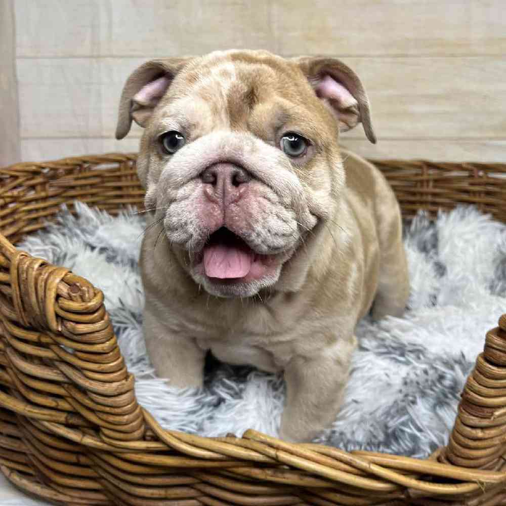 carousel pet images
