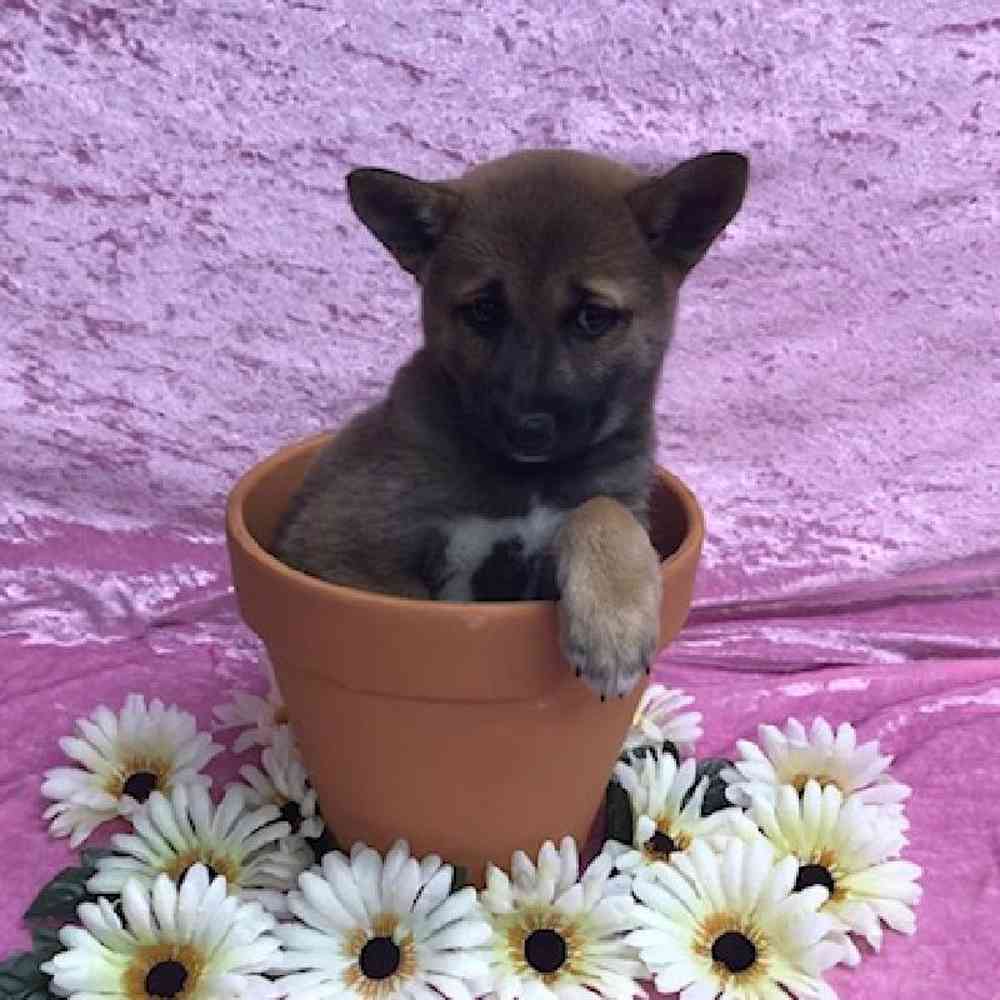carousel pet images