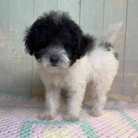 Maltese-Poodle