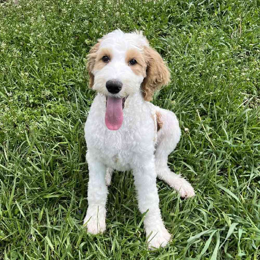 Male Golden Retriever/ Poodle Puppy for Sale in OMAHA, NE