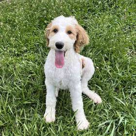 Golden Retriever/ Poodle