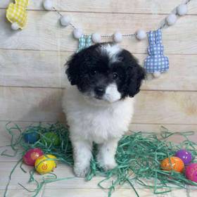 Poodle