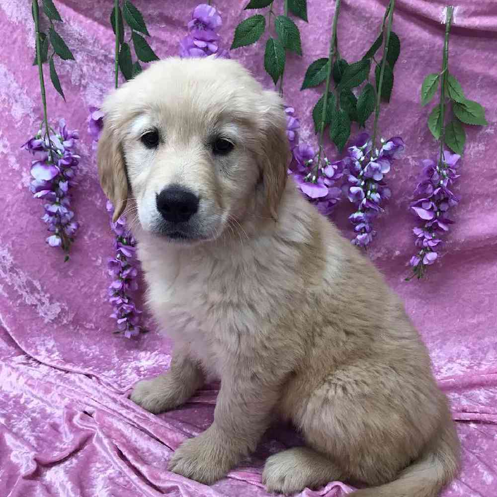 Golden Retriever Puppy for sale Tullys Kennels