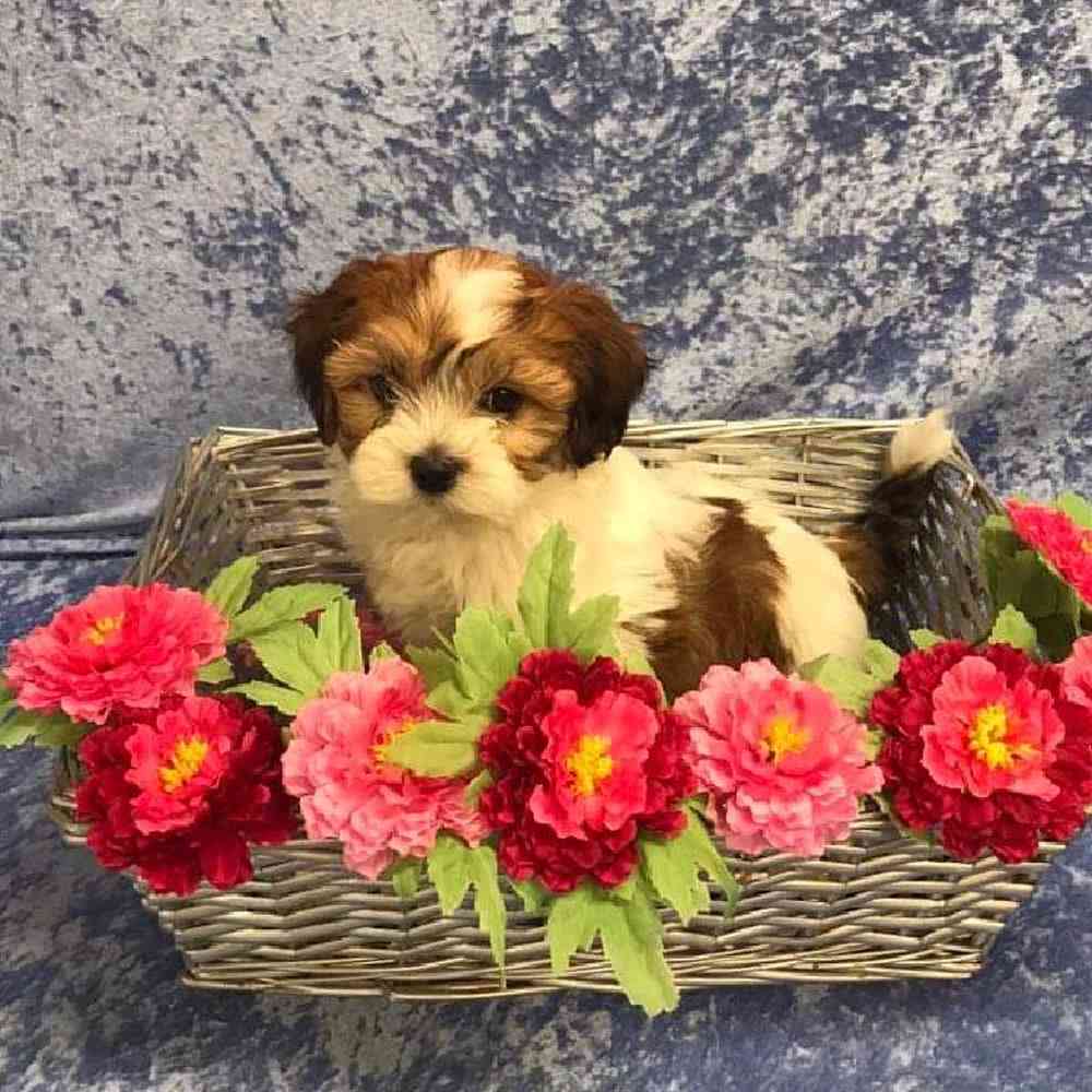 carousel pet images
