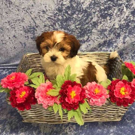 Havanese Puppy for sale Tullys Kennels