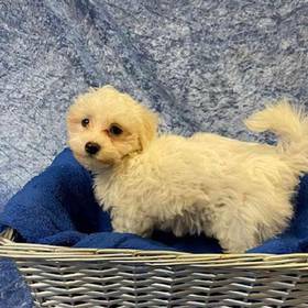 Maltese-Poodle