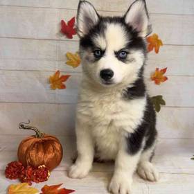 Pomeranian/Siberian Husky