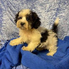 Maltese/Poodle/Shih Tzu