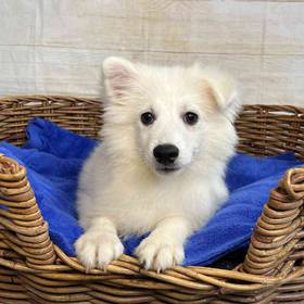 American Eskimo