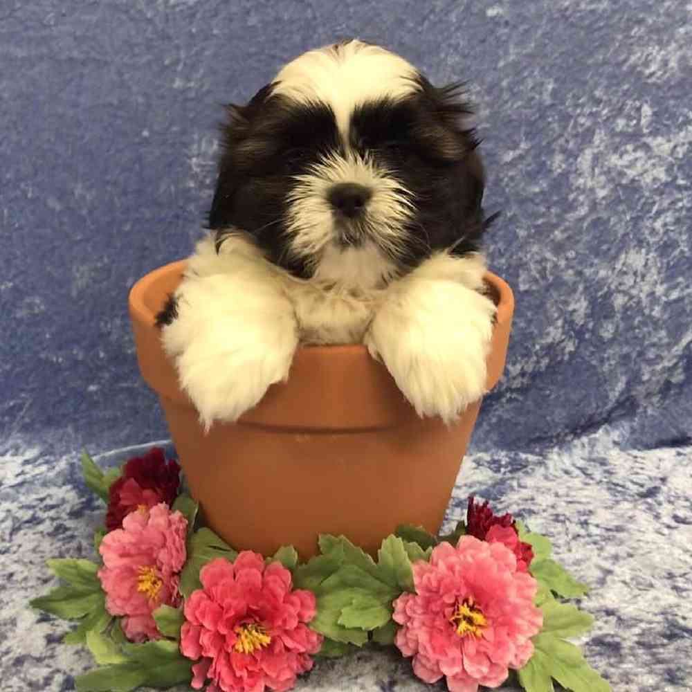 carousel pet images