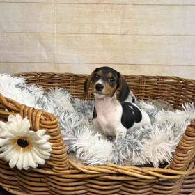 Dachshund