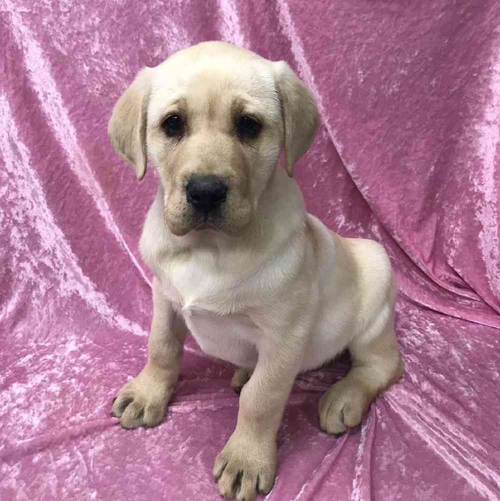 Female Labrador Retriever Puppy for Sale in OMAHA, NE