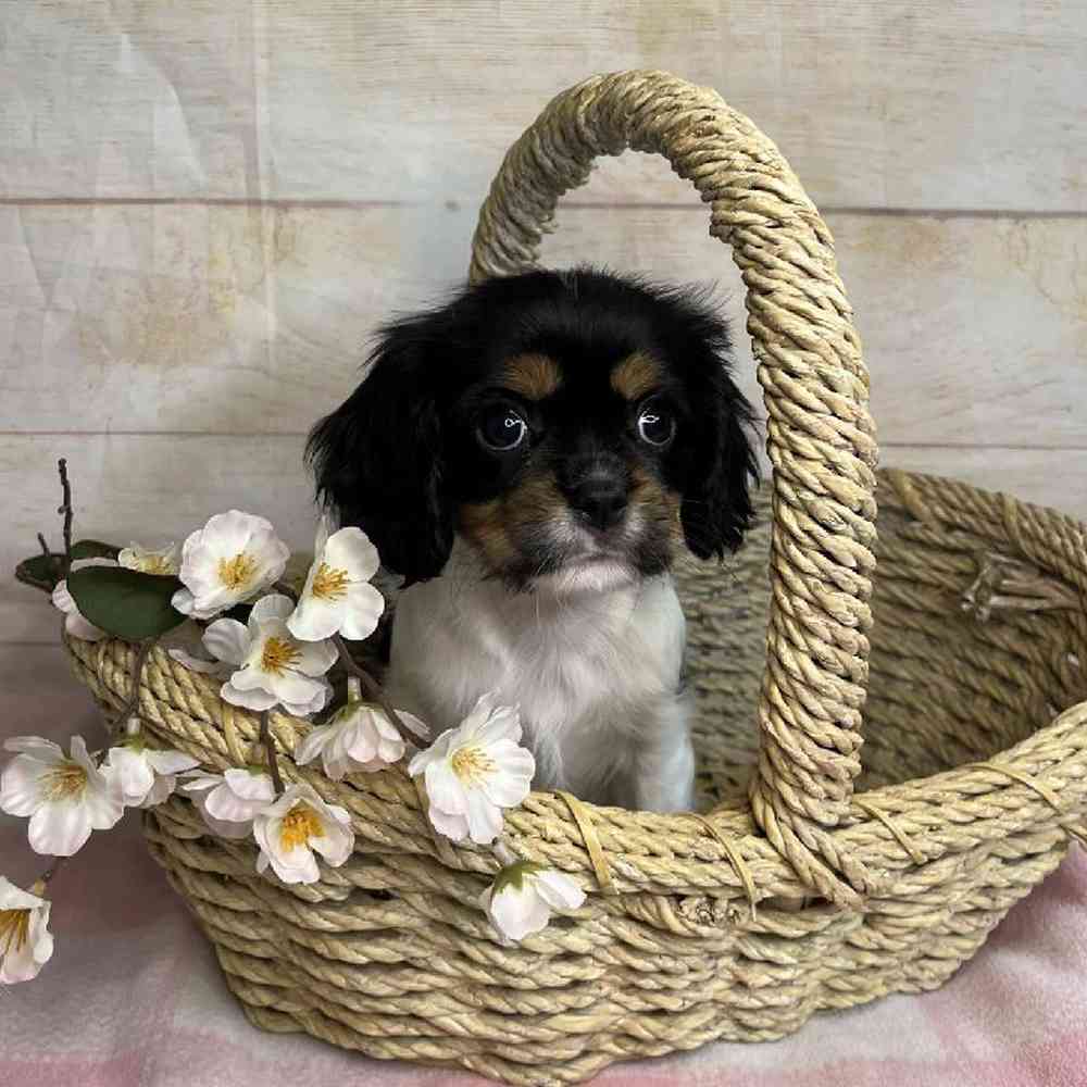 carousel pet images