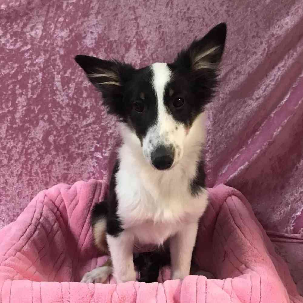 carousel pet images
