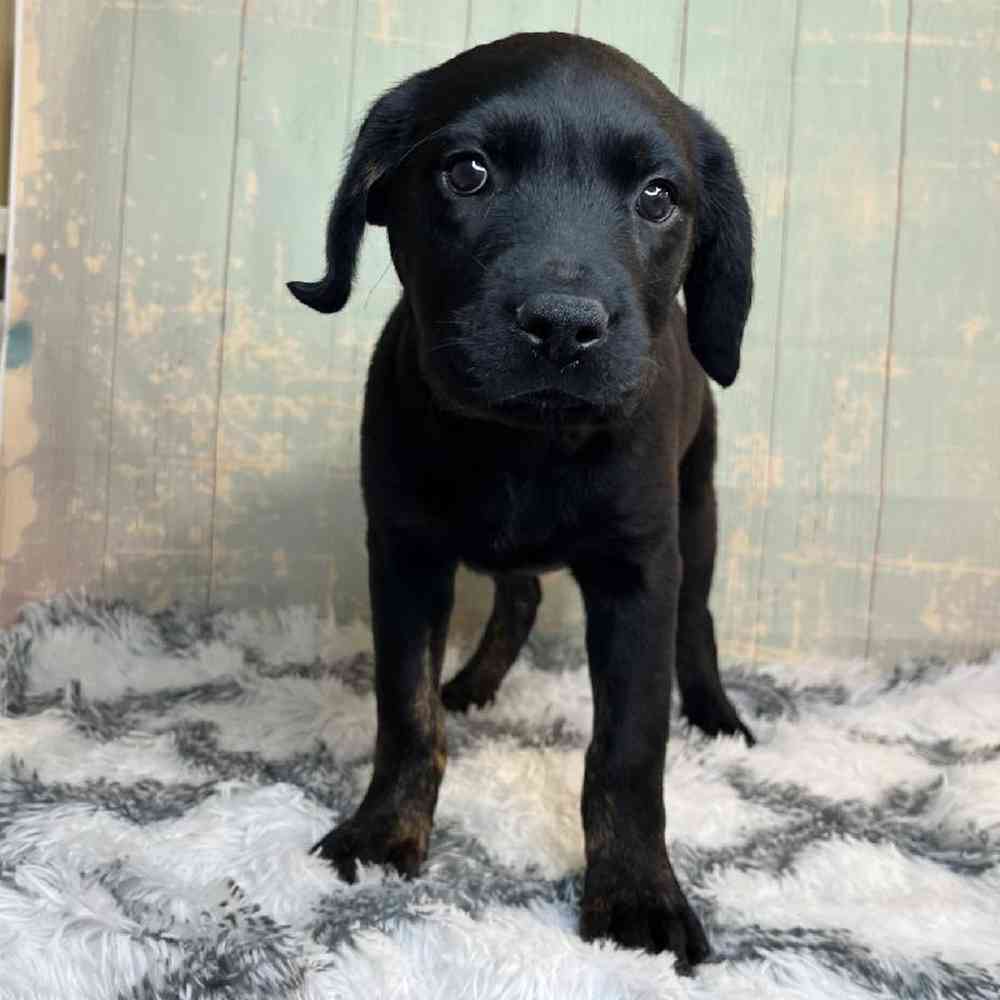 Image of a pet breed in the gallery