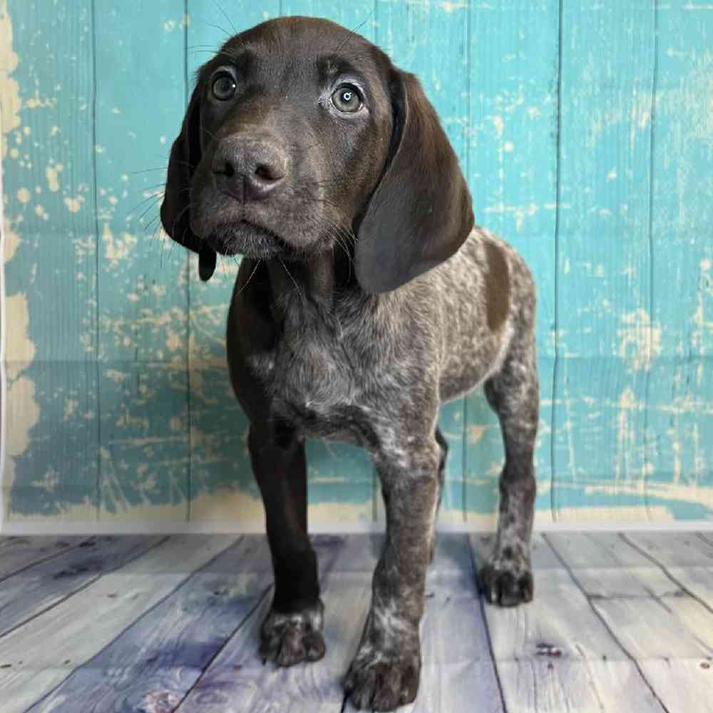 Image of a pet breed in the gallery