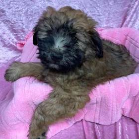 Soft Coated Wheaten Terrier