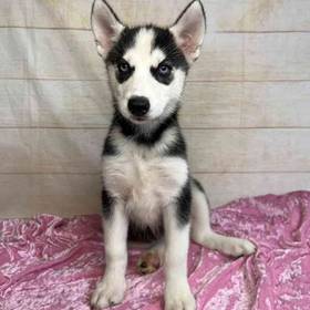 Siberian Husky