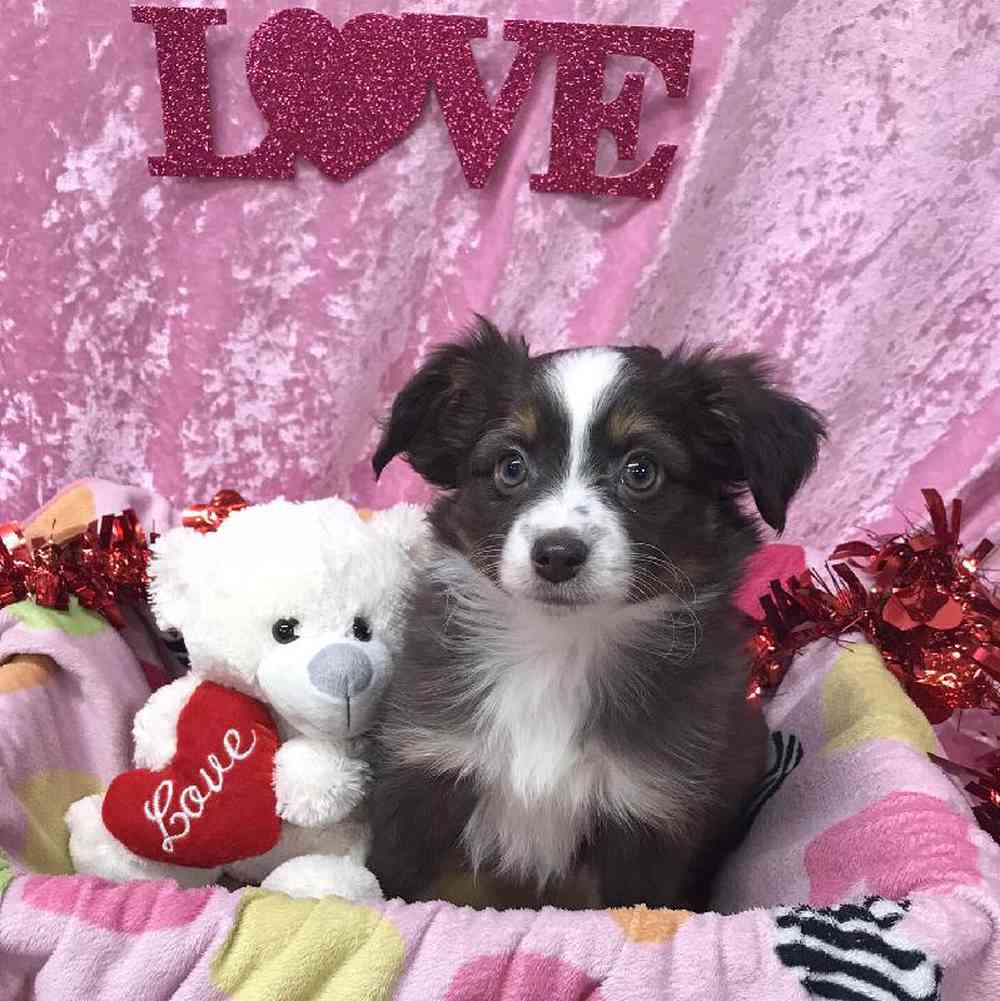 Female Miniature Australian Shepherd Puppy for Sale in OMAHA, NE