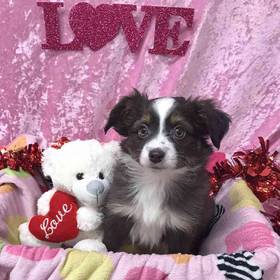 Miniature Australian Shepherd