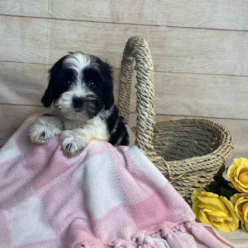 Image of a pet breed in the gallery