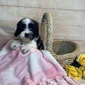 Havanese