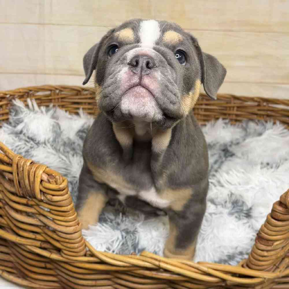 carousel pet images