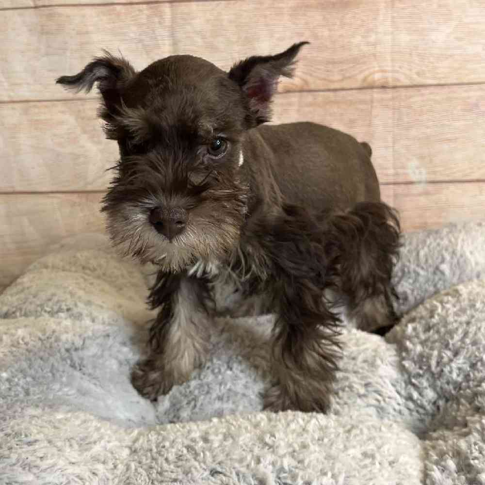 Male Miniature Schnauzer Puppy for Sale in OMAHA, NE