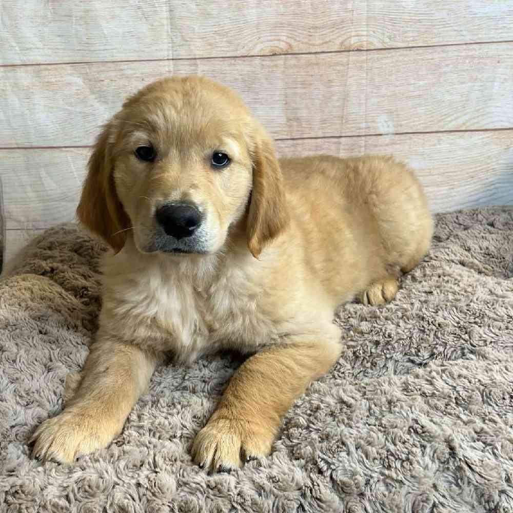 Male Golden Retriever Puppy for Sale in OMAHA, NE