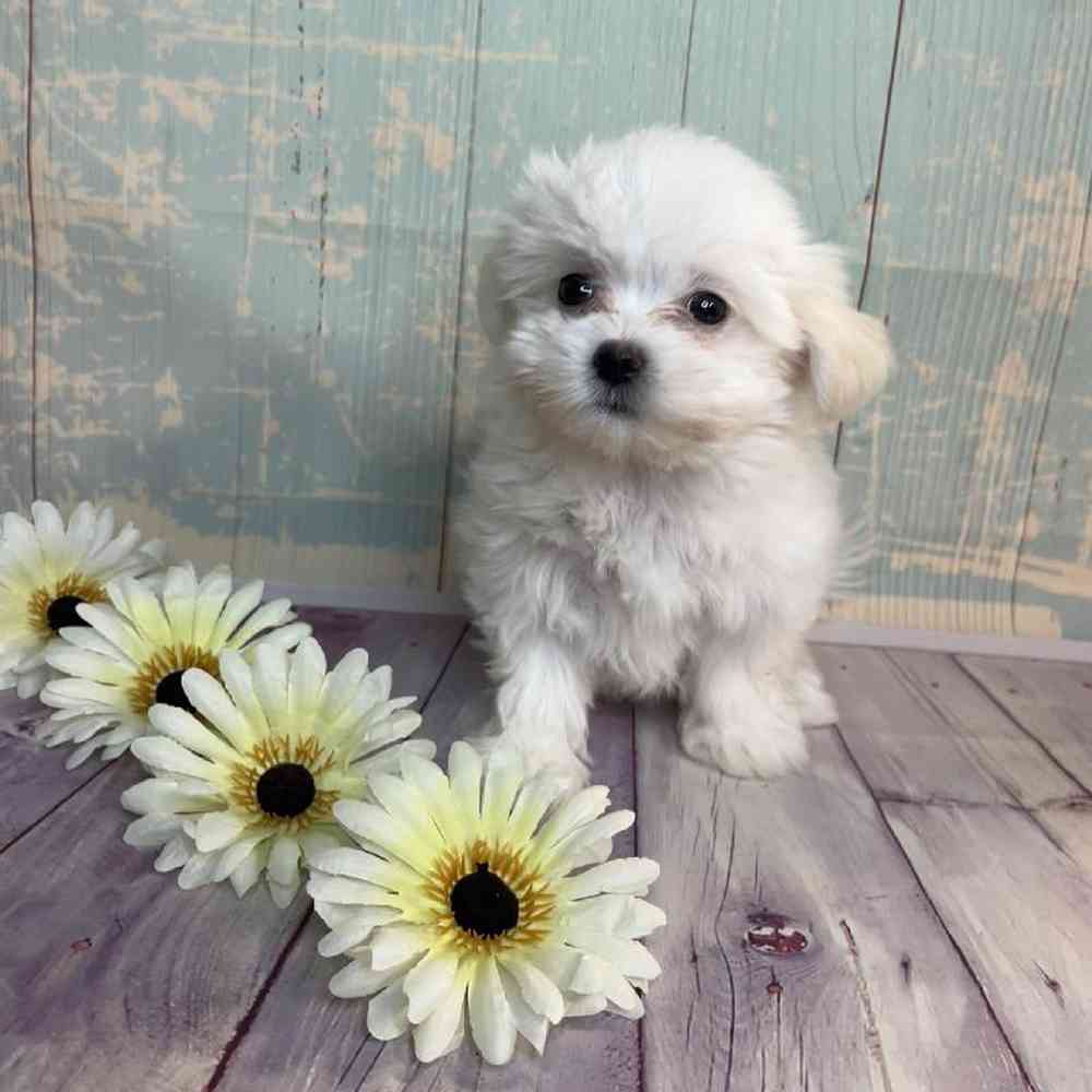 Image of a pet breed in the gallery