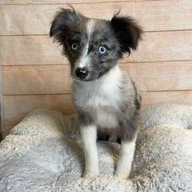 Miniature Australian Shepherd