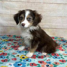 Miniature Australian Shepherd