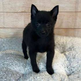 Schipperke