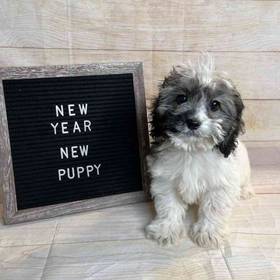 Cocker Spaniel/Poodle