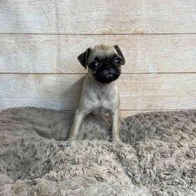 Pug