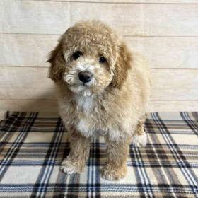 Bichon Frise-Poodle