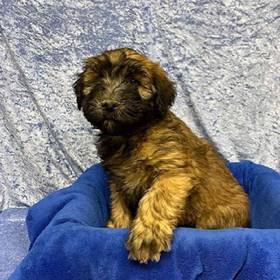 Soft Coated Wheaten Terrier