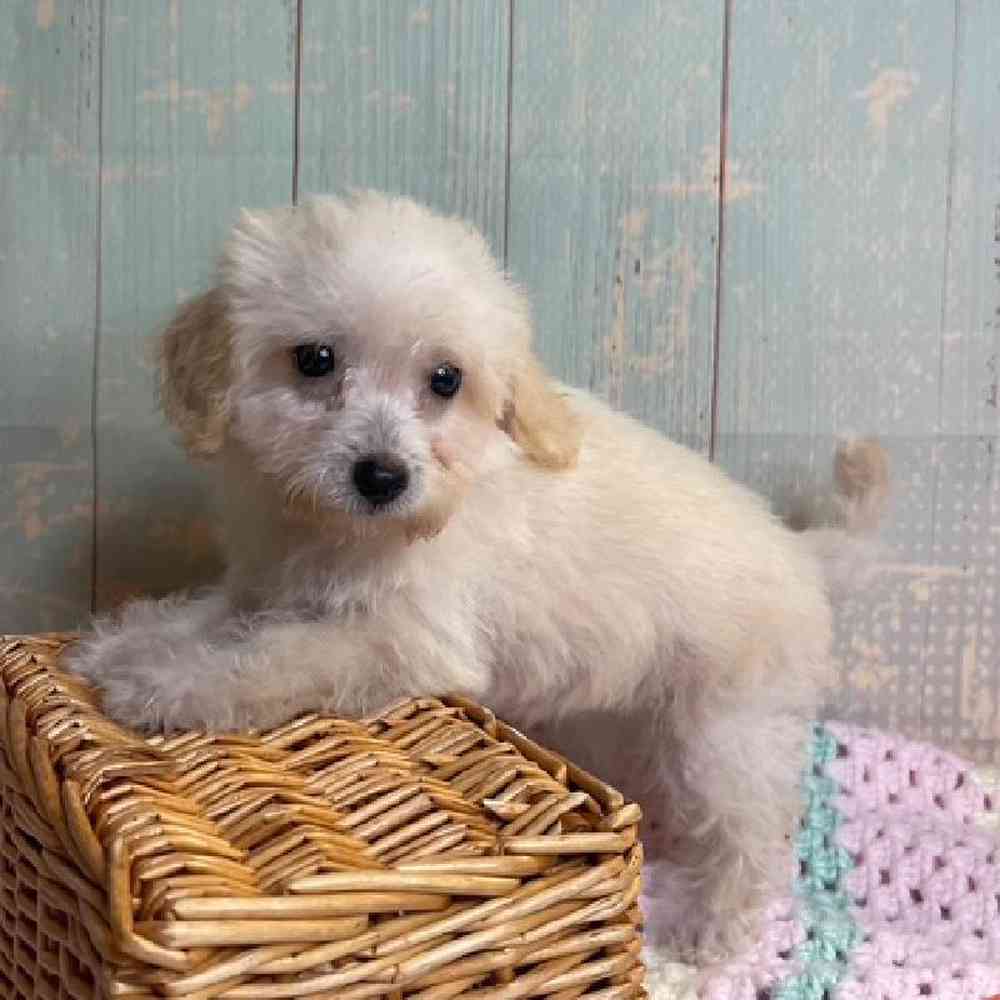 Image of a pet breed in the gallery