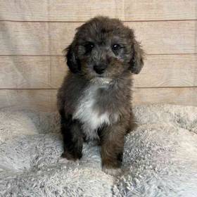 Golden Retriever/ Poodle