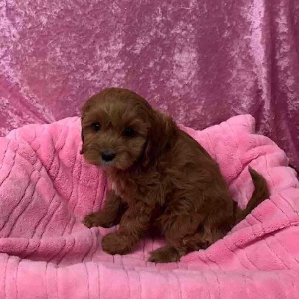 Female Cavalier King Charles/Poodle Puppy for Sale in OMAHA, NE